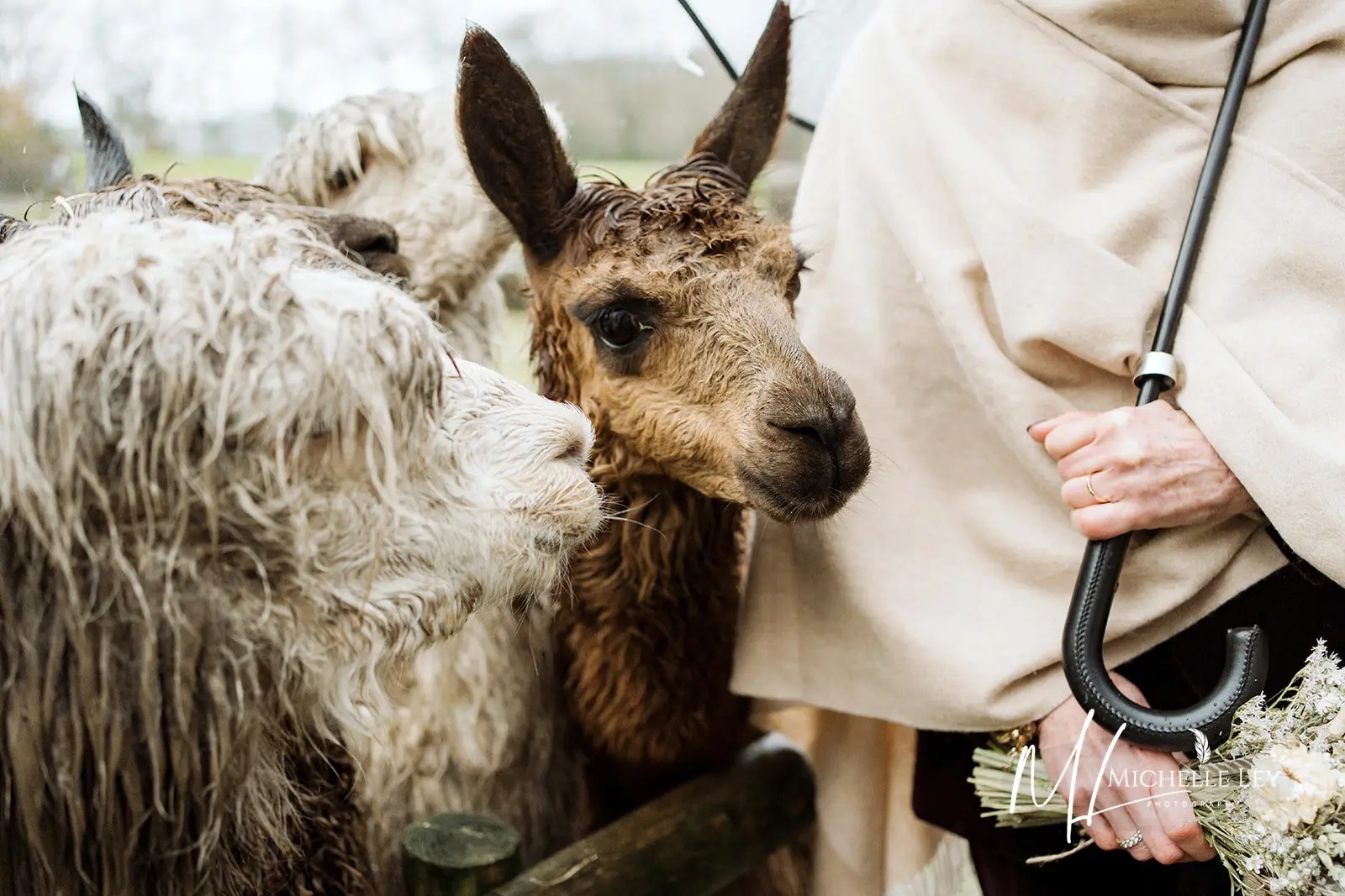 Alpacasat Millbrook Estate