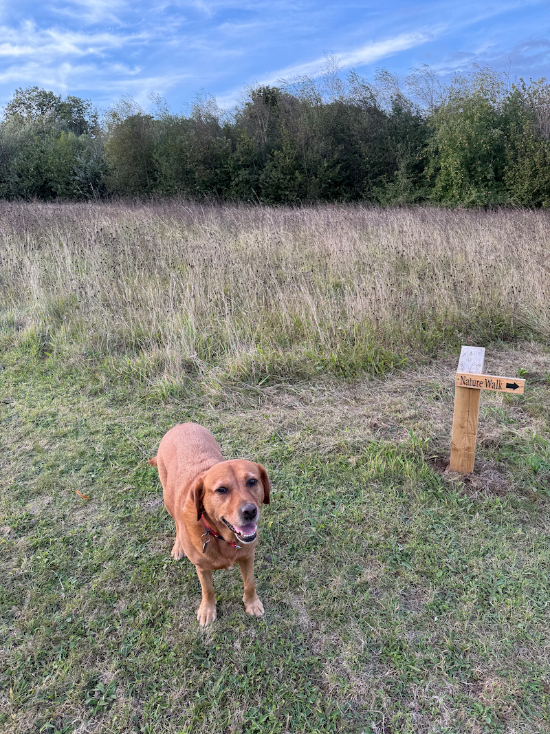 Ruby the dog at Millbrook Estate